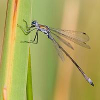 Emerald Damselfly 2 